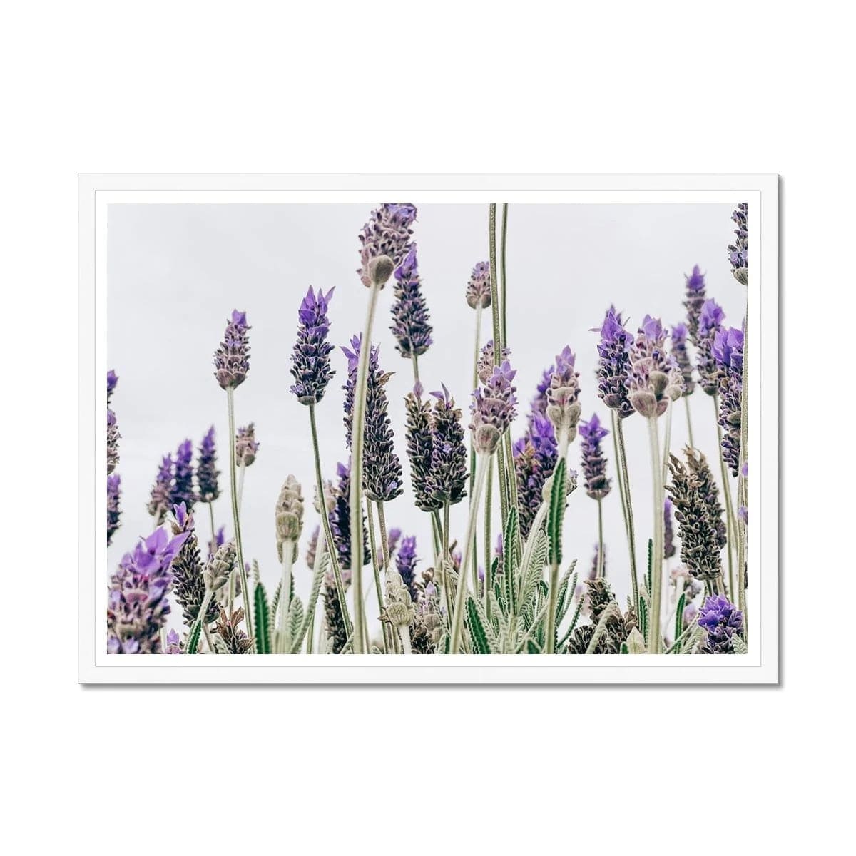 Seek & Ramble Framed A4 Landscape / White Frame Flowering Lavender Print