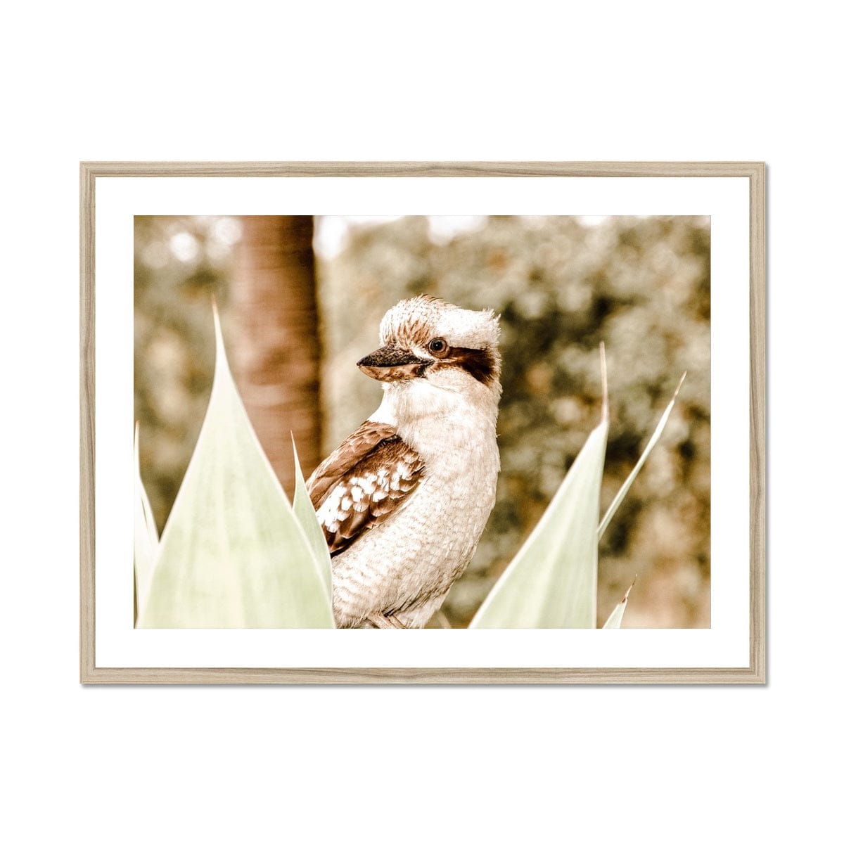 Seek & Ramble Framed 24"x18" (60.96x45.72cm) / Natural Frame Kookaburra Colours Framed & Mounted Print