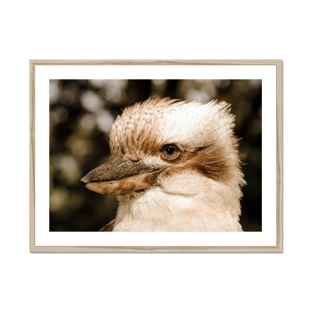 Seek & Ramble Framed 24"x18" (60.96x45.72cm) / Natural Frame Kookaburra Gaze Framed & Mounted Print