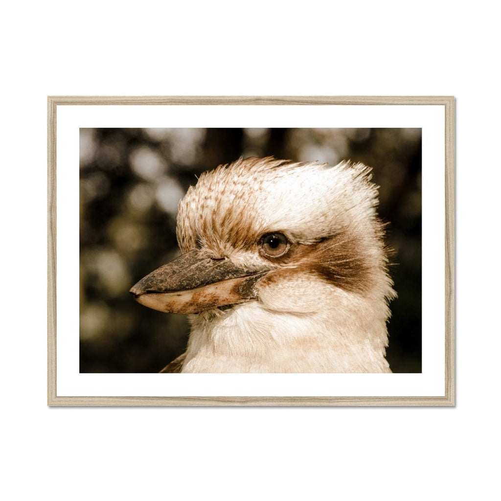 SeekandRamble Framed 24"x18" (60.96x45.72cm) / Natural Frame Kookaburra Gaze Framed & Mounted Print