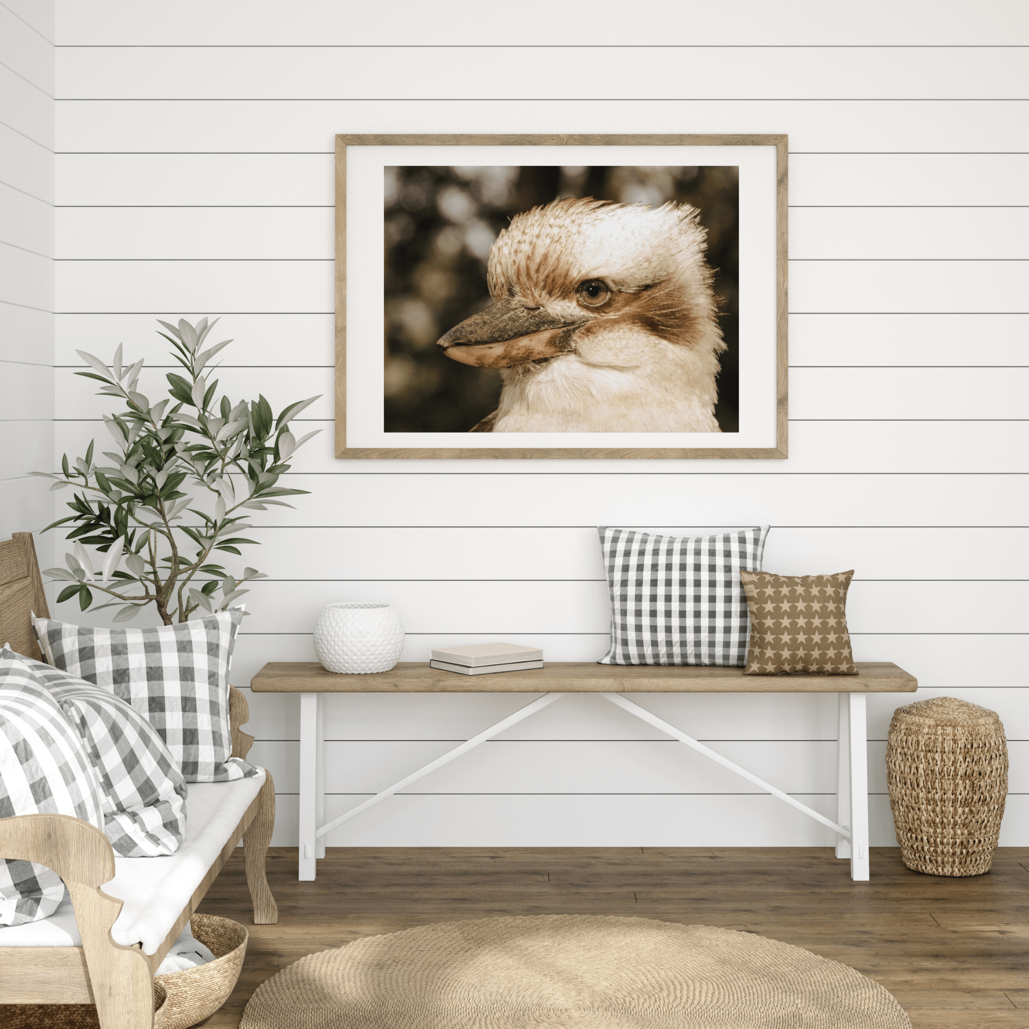 Seek & Ramble Framed Kookaburra Gaze Framed & Mounted Print