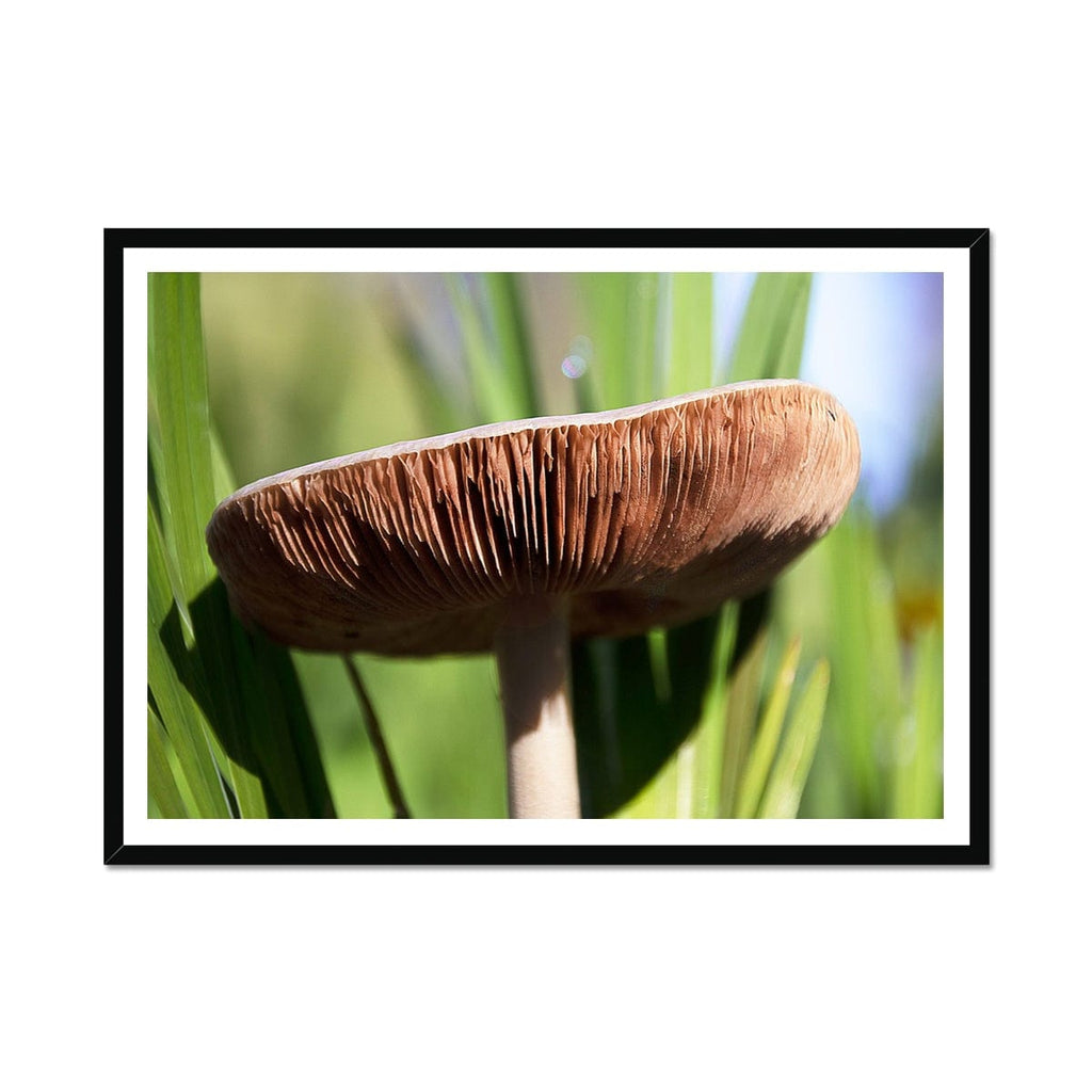 SeekandRamble Framed 16"x12" (40.64 x 30.48cm) / Black Frame Magical Mushroom Framed Print Framed Print