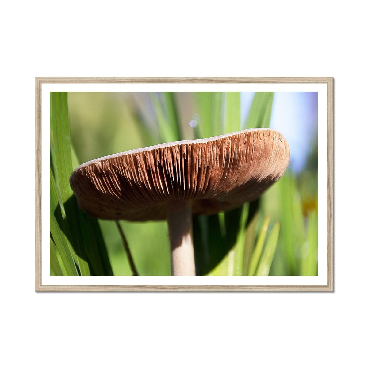 Seek & Ramble Framed 16"x12" (40.64 x 30.48cm) / Natural Frame Mushroom Print | Botanical Garden | Magic | Green | Brown | Fungi | Wall Decor | Framed Print