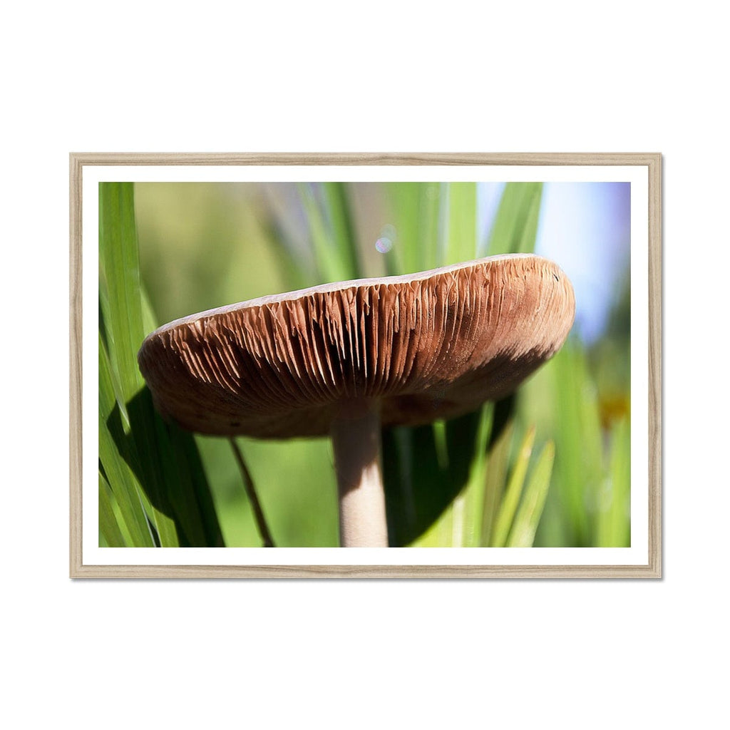 SeekandRamble Framed 16"x12" (40.64 x 30.48cm) / Natural Frame Magical Mushroom Framed Print Framed Print