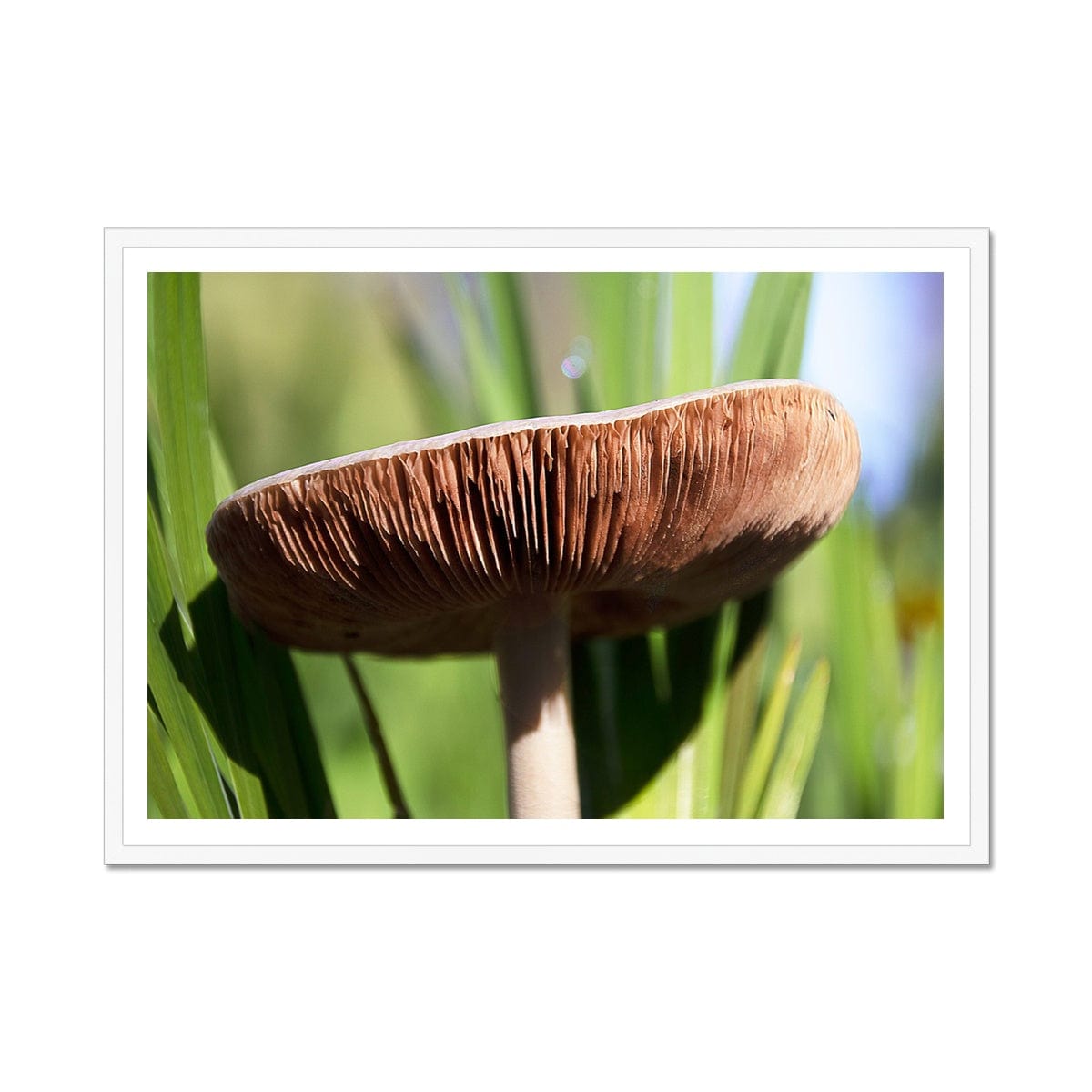 Seek & Ramble Framed 16"x12" (40.64 x 30.48cm) / White Frame Mushroom Print | Botanical Garden | Magic | Green | Brown | Fungi | Wall Decor | Framed Print