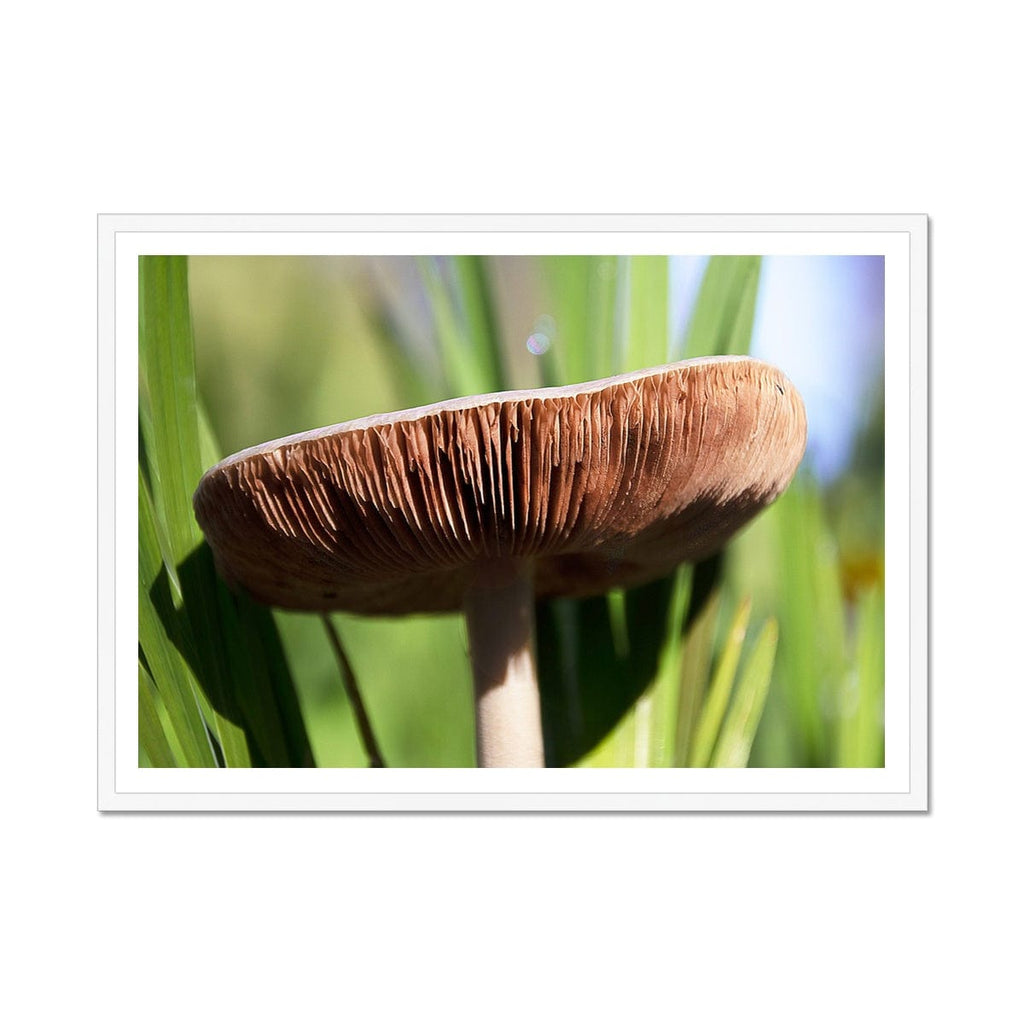 SeekandRamble Framed 16"x12" (40.64 x 30.48cm) / White Frame Magical Mushroom Framed Print Framed Print