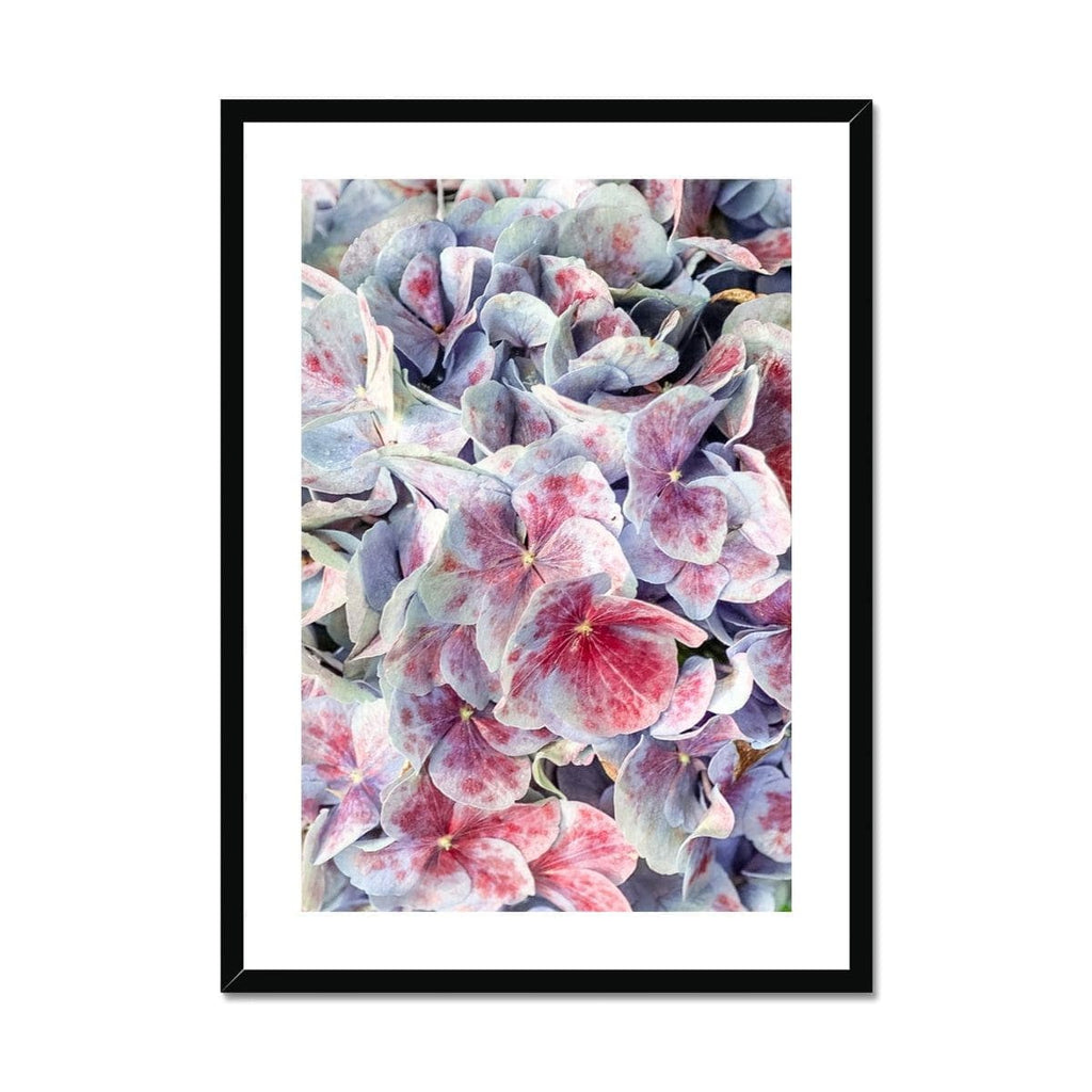 SeekandRamble Framed 12"x16" / Black Frame Pink & Violet Hydrangea  Framed & Mounted Print