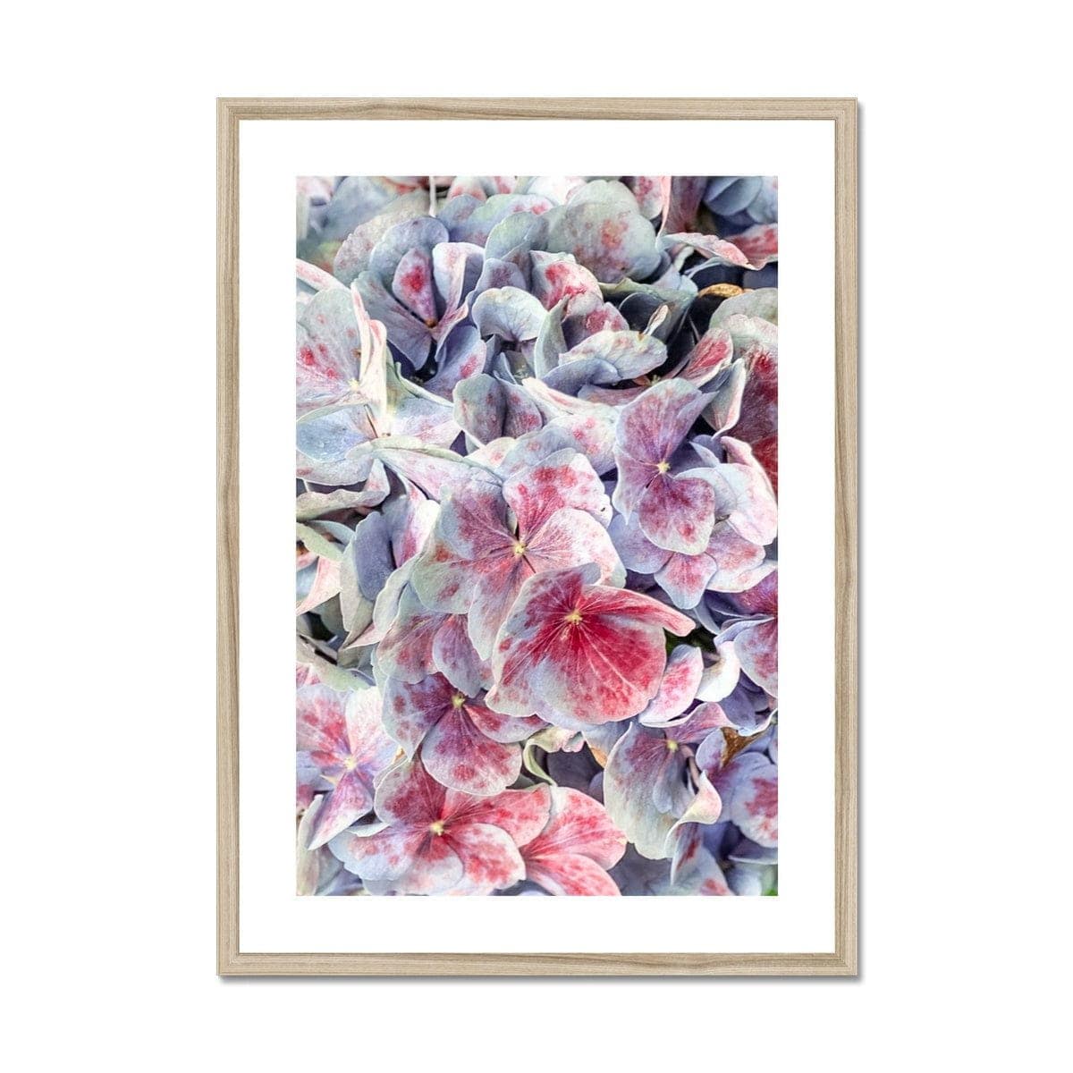 Seek & Ramble Framed A4 Portrait / Natural Frame Pink & Violet Hydrangea  Framed & Mounted Print