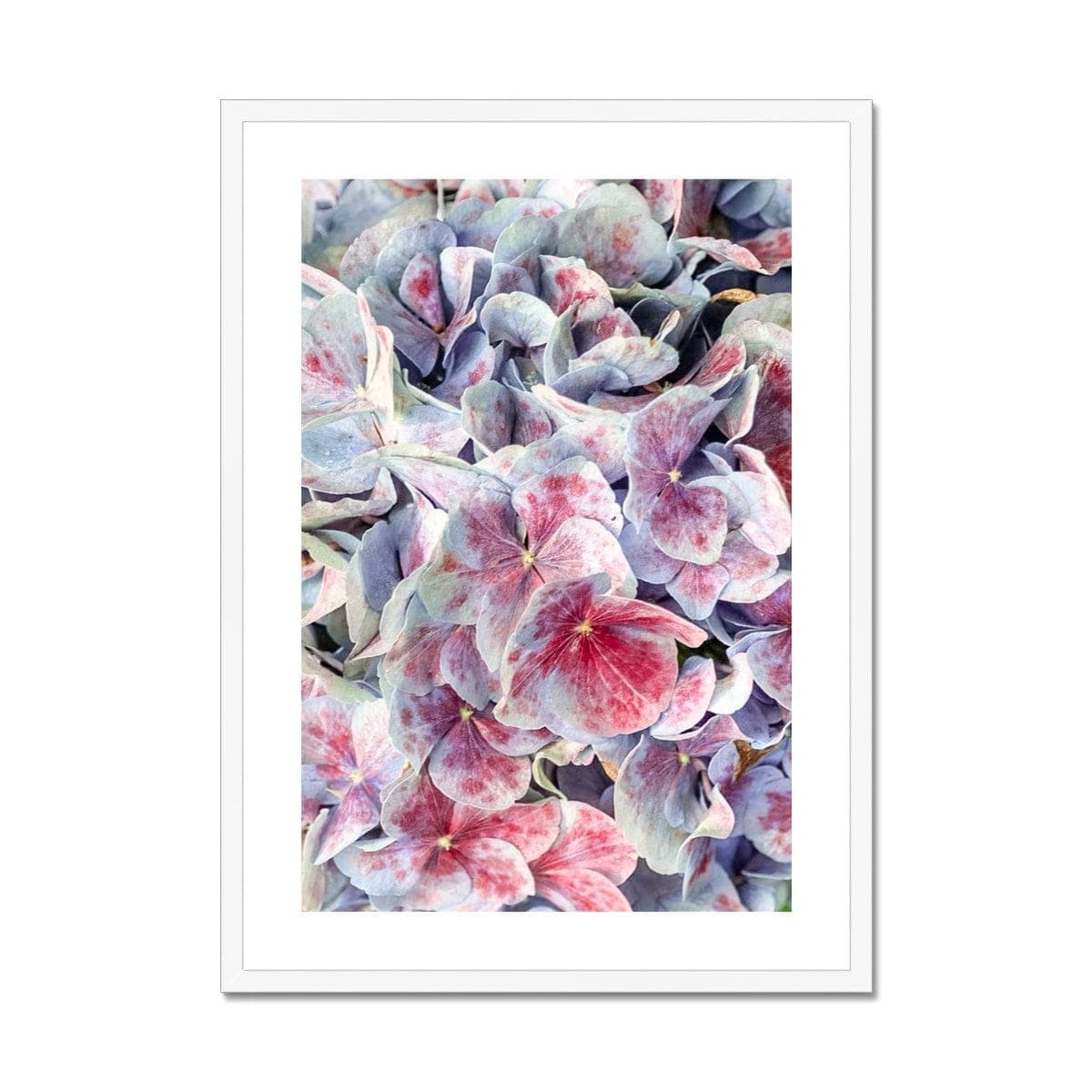 Seek & Ramble Framed A4 Portrait / White Frame Pink & Violet Hydrangea  Framed & Mounted Print