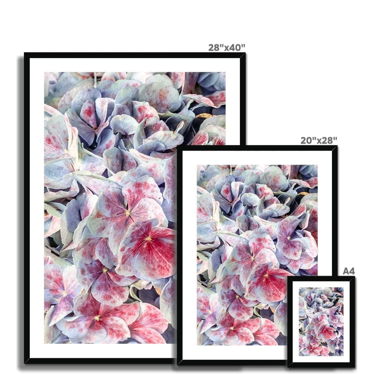 Seek & Ramble Framed Pink & Violet Hydrangea  Framed & Mounted Print