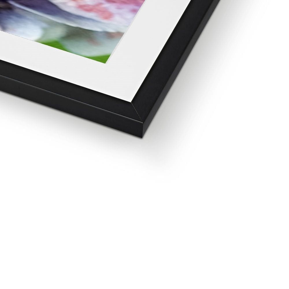 SeekandRamble Framed Pink & Violet Hydrangea  Framed & Mounted Print