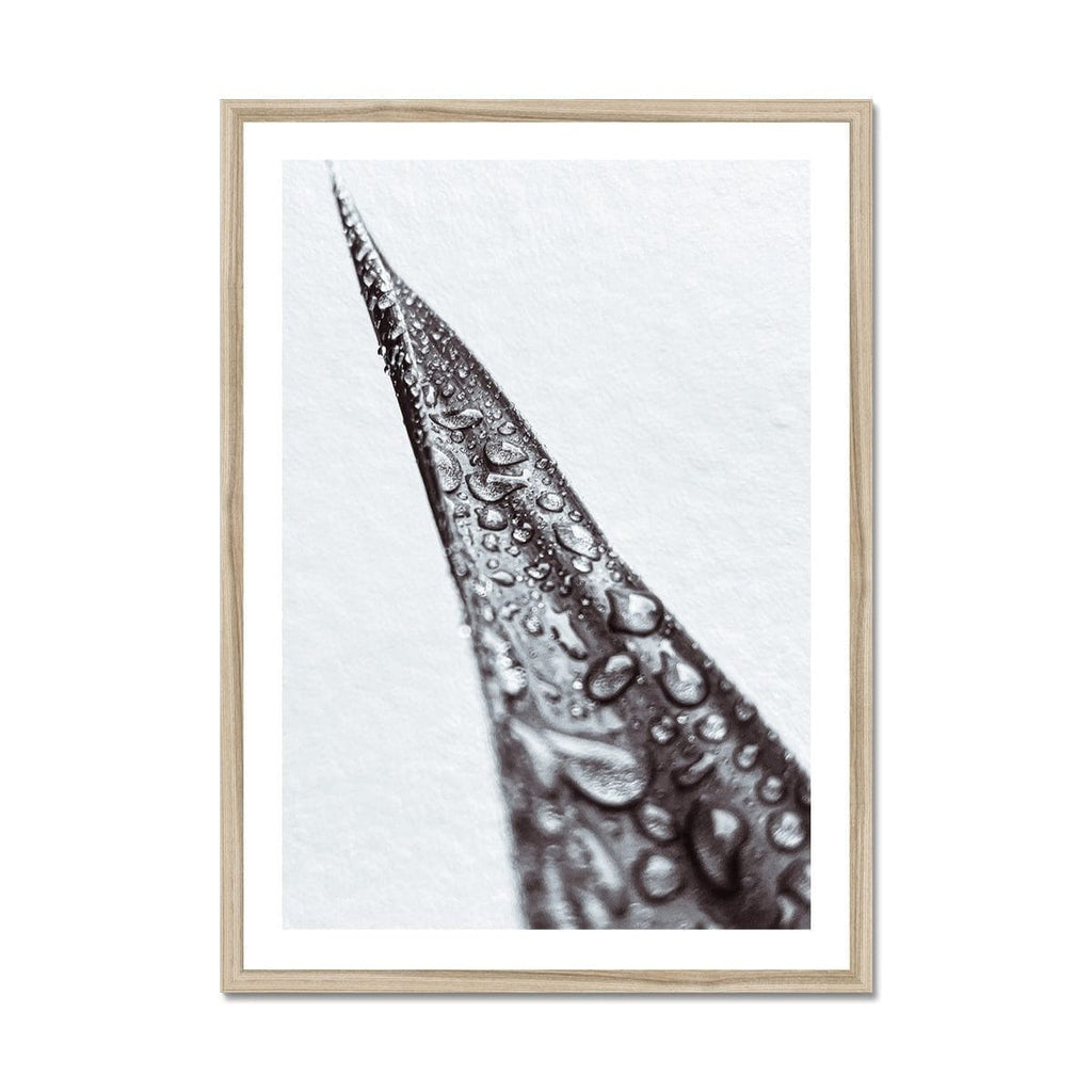 Seek & Ramble Framed A4 Portrait / Natural Frame Snake Plant Botanical Framed Print