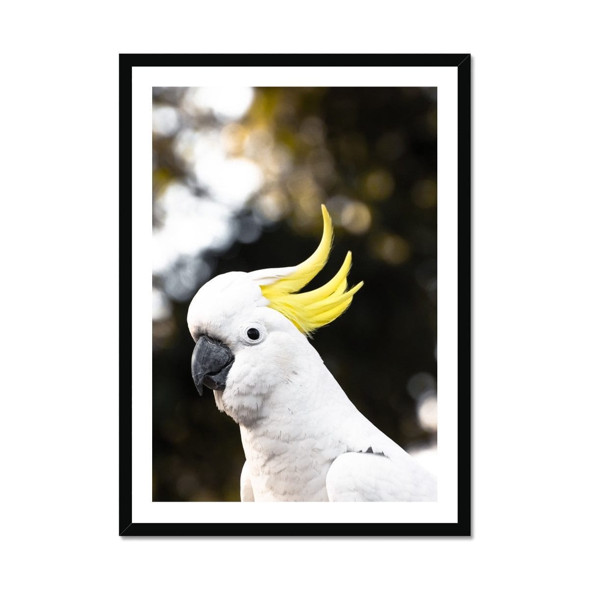 Adam Davies Framed A4 Portrait / Black Frame Sulphur-crested Cockatoo Print