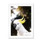 Adam Davies Framed A4 Portrait / White Frame Sulphur-crested Cockatoo Print