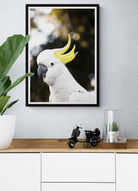 Adam Davies Framed Sulphur-crested Cockatoo Print