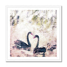 Adam Davies Framed 12"x12" (30.48x30.48cm) / White Frame Swan Family Vintage Style Framed Print