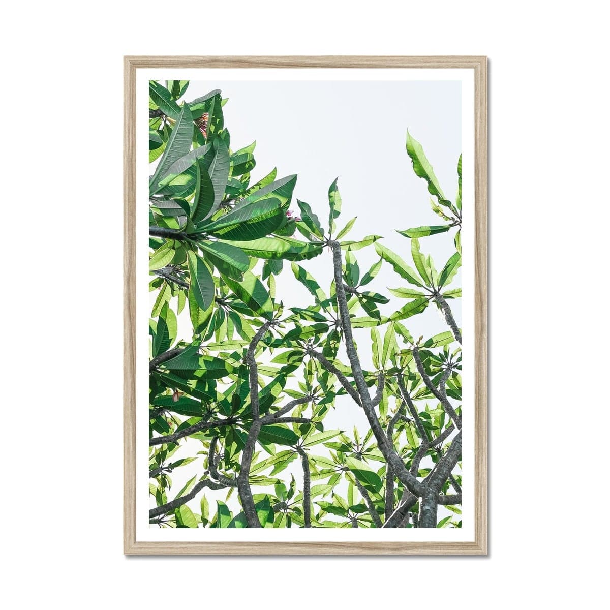 Adam Davies Framed 12"x16"(40.64x30.48cm) / Natural Frame Tropical Frangipani Tree Leaves Framed Print