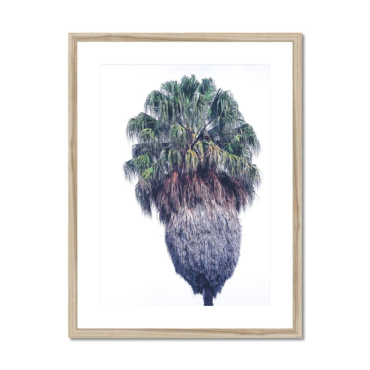 Adam Davies Framed A4 Portrait (21x29.7cm) / Natural Frame Vaucluse Palm Tree Framed & Mounted Print